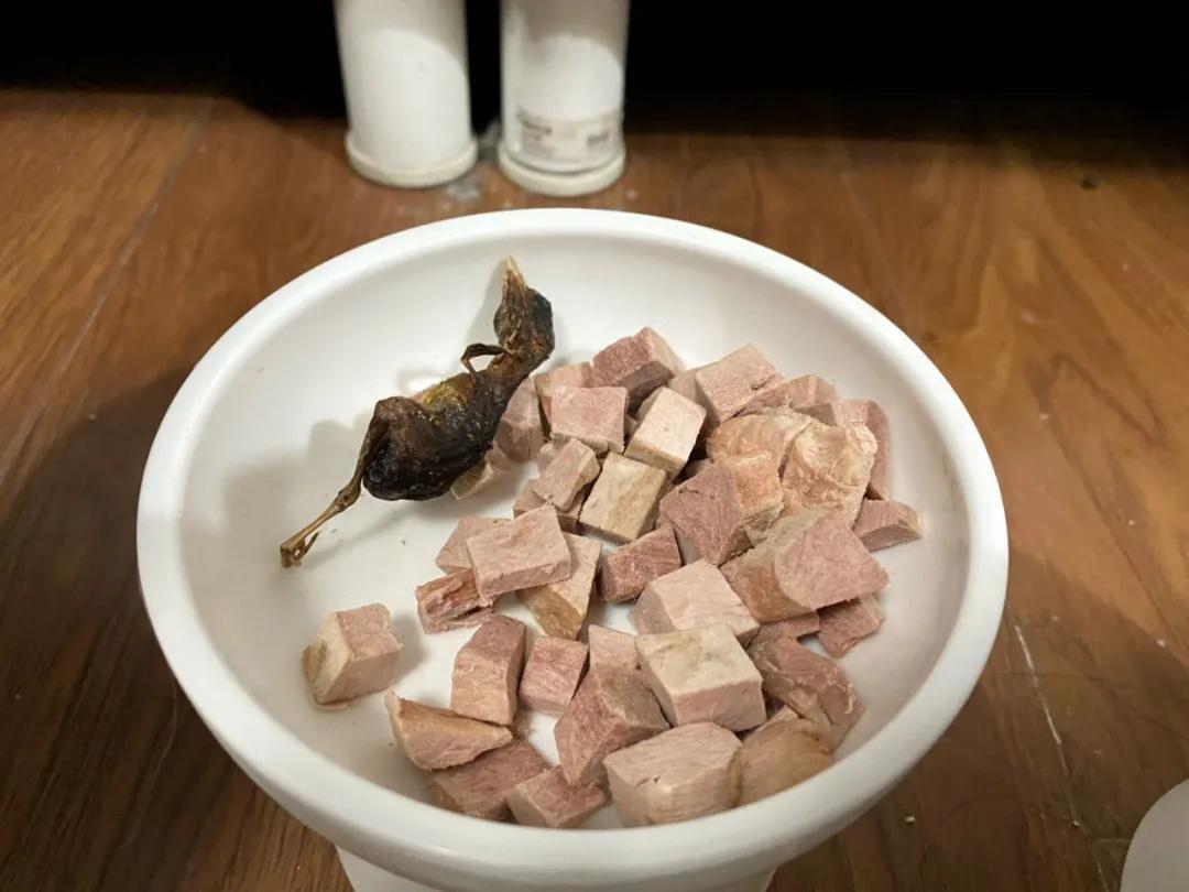 铲屎官给猫咪做冻干,新手铲屎官必入系列冻干推荐