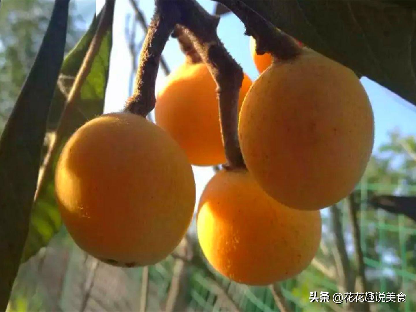 什么枇杷种类好吃,哪种枇杷好吃又大