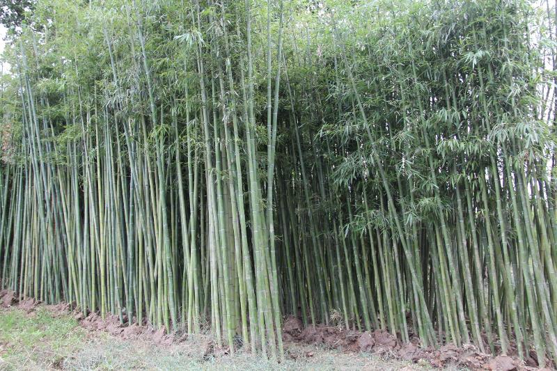 竹子种植前景,竹子种植庭院