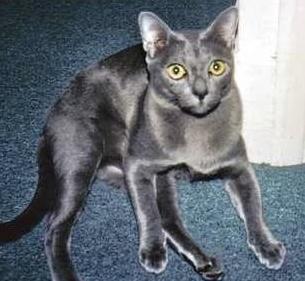 养猫必看猫咪全攻略,养猫攻略猫的品种