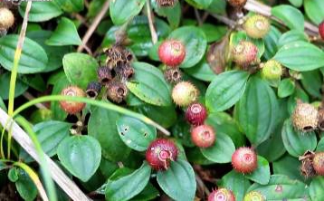 地菍图片与功效图文,地菍园林用途