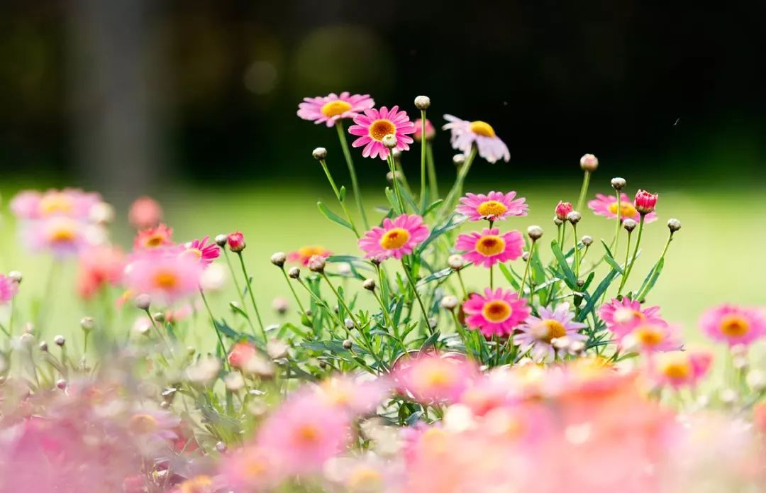 阴雨连绵久未睛,到室外寻找春天