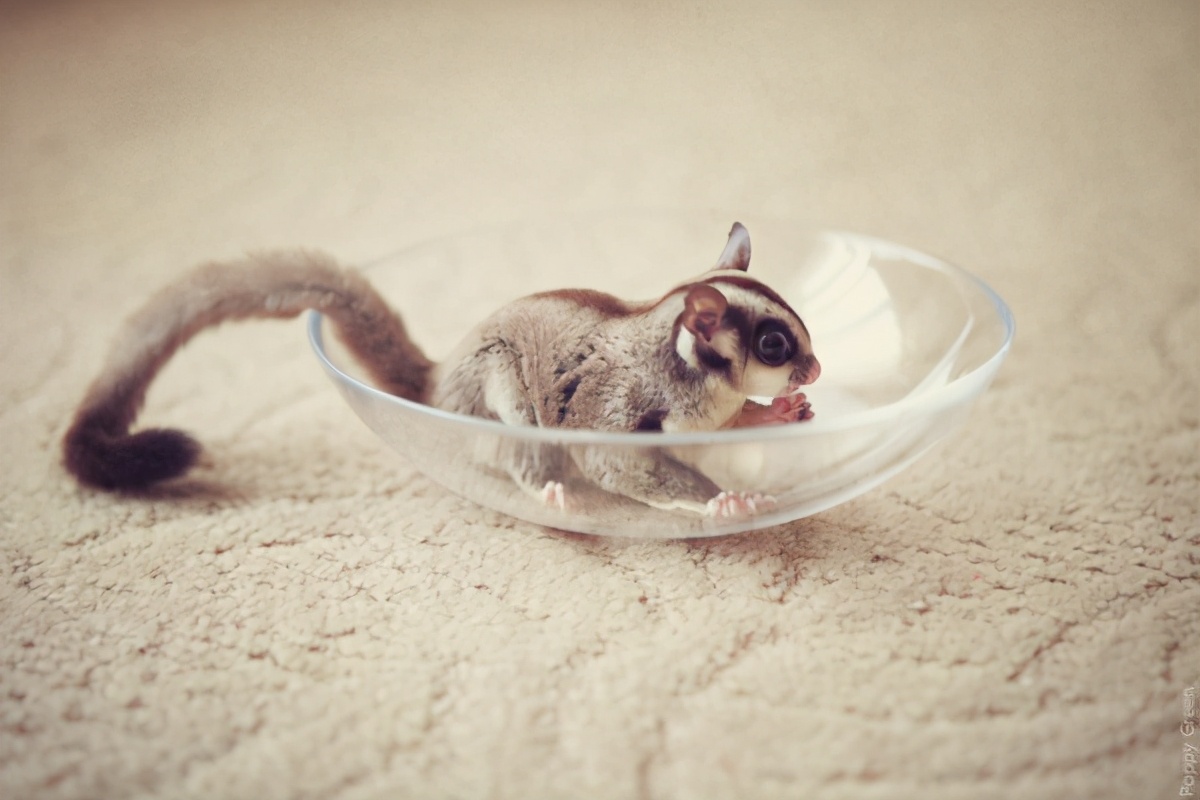 被蜜袋鼯咬出血需要打疫苗或者破伤风嘛，正确的处理方式是什么