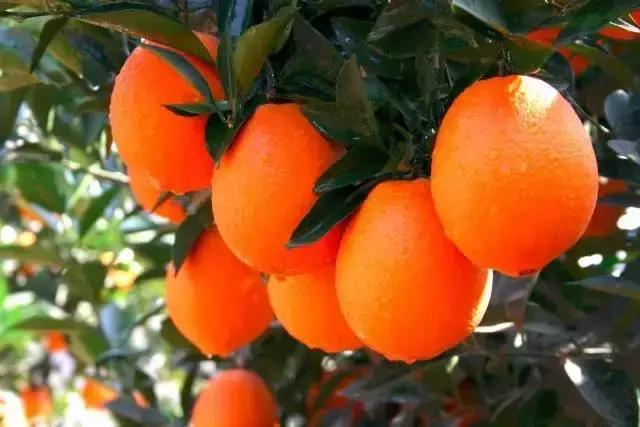 云阳下一个商圈,重庆云阳发展风貌