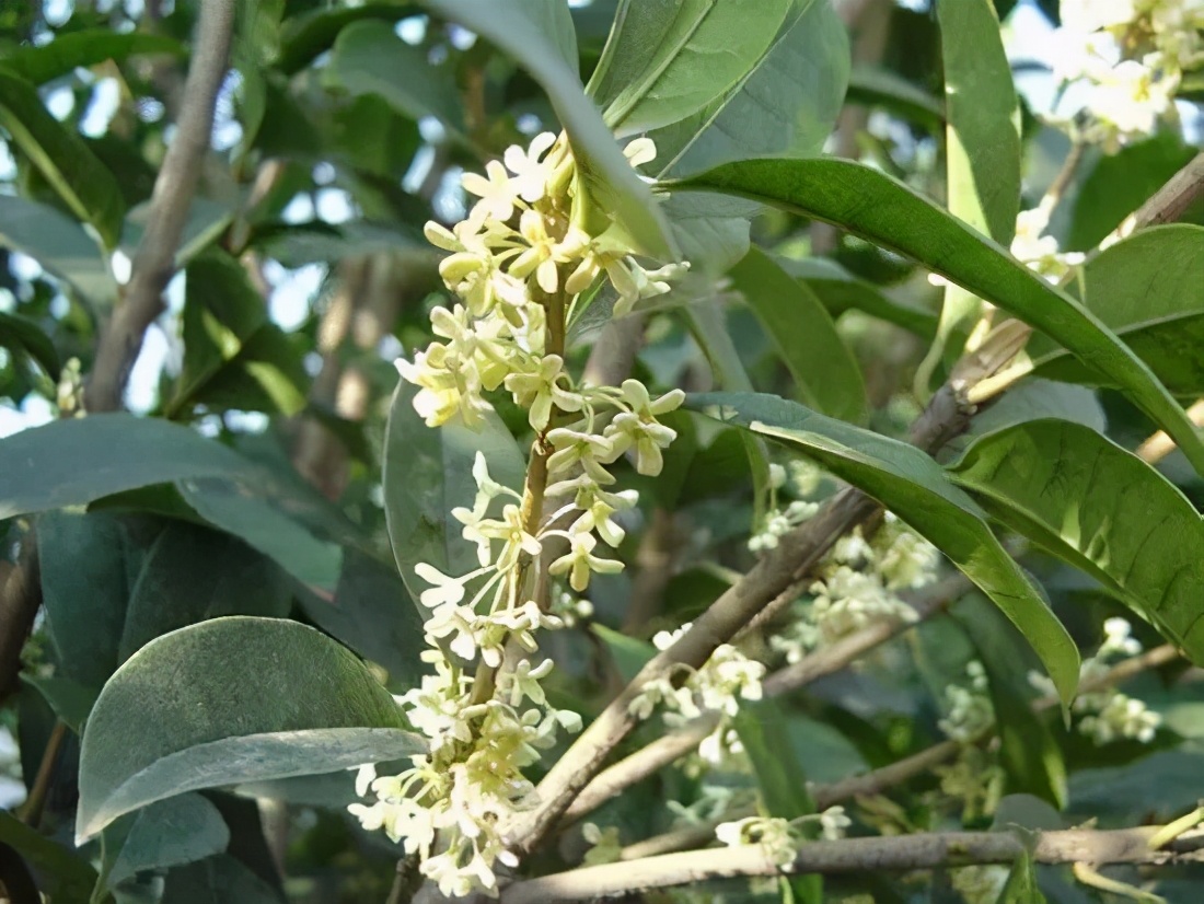 桂花发了好多新芽,桂花品种对比一览表