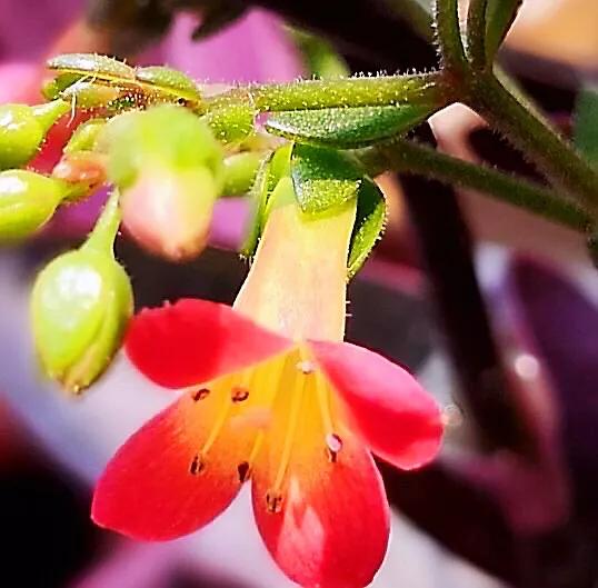 宫灯长寿花开花香吗,宫灯长寿花重瓣好养吗