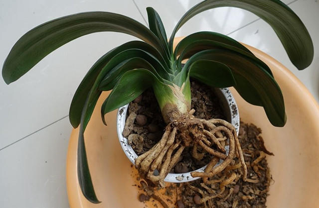 三种药片过期了可以放花盆里,过期的药片对花有效吗