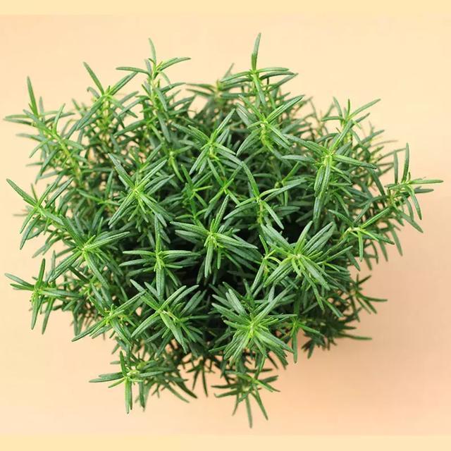 适合新手养的漂亮植物，价格便宜还好养活，来看看有没有你喜欢的