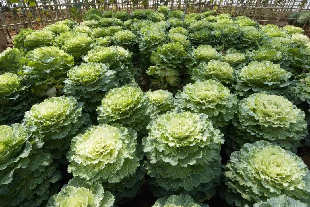 南北相济，中国580多个“菜篮子”是如何炼成的？