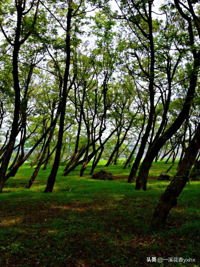春风又绿江南岸风景,春风又绿江南岸风景图片