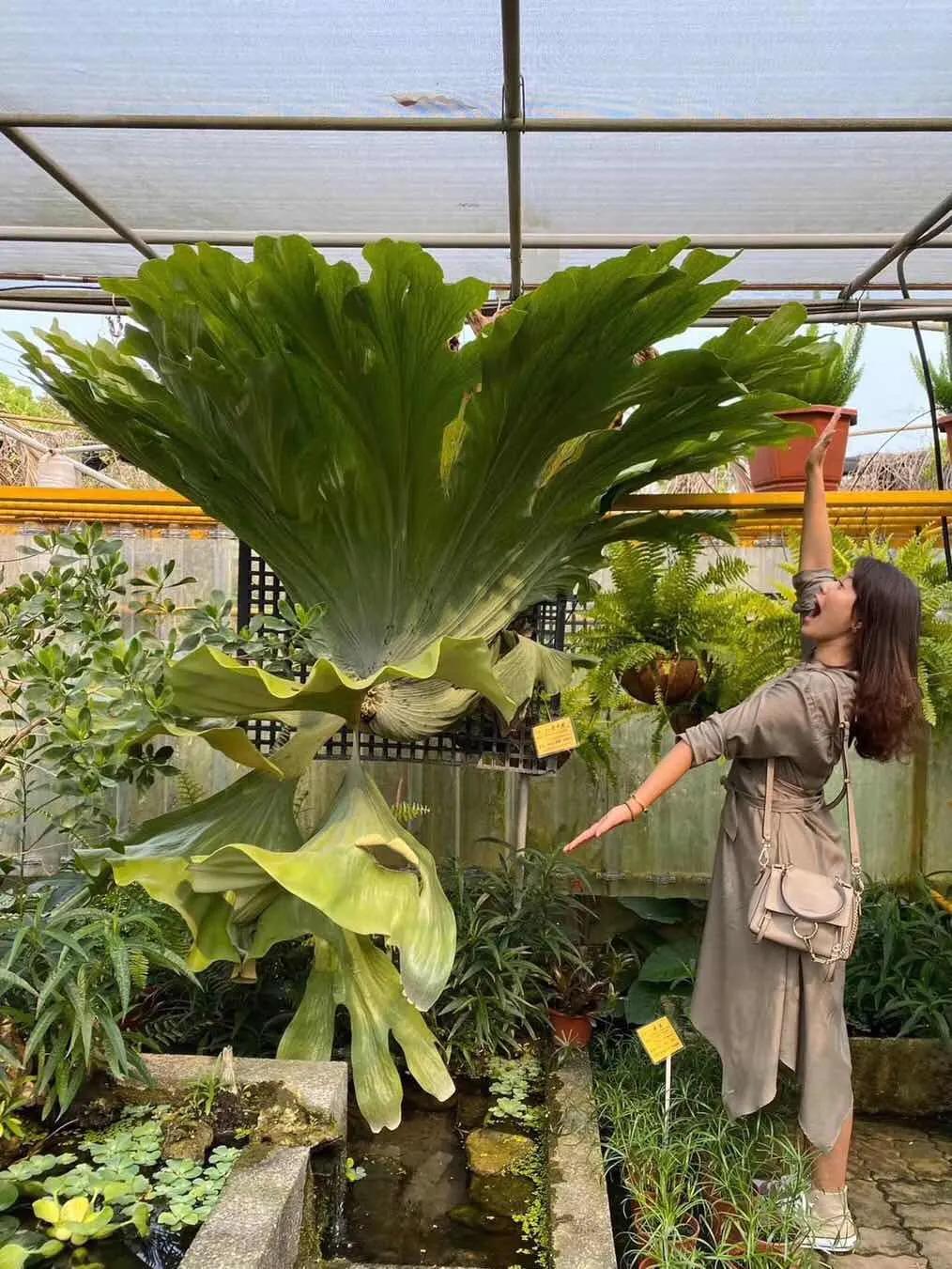 10片叶子的绿植,室内绿植盆栽一元