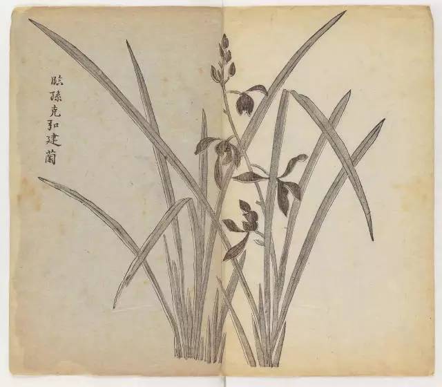 毛笔怎么画兰草,怎么画兰花和书法