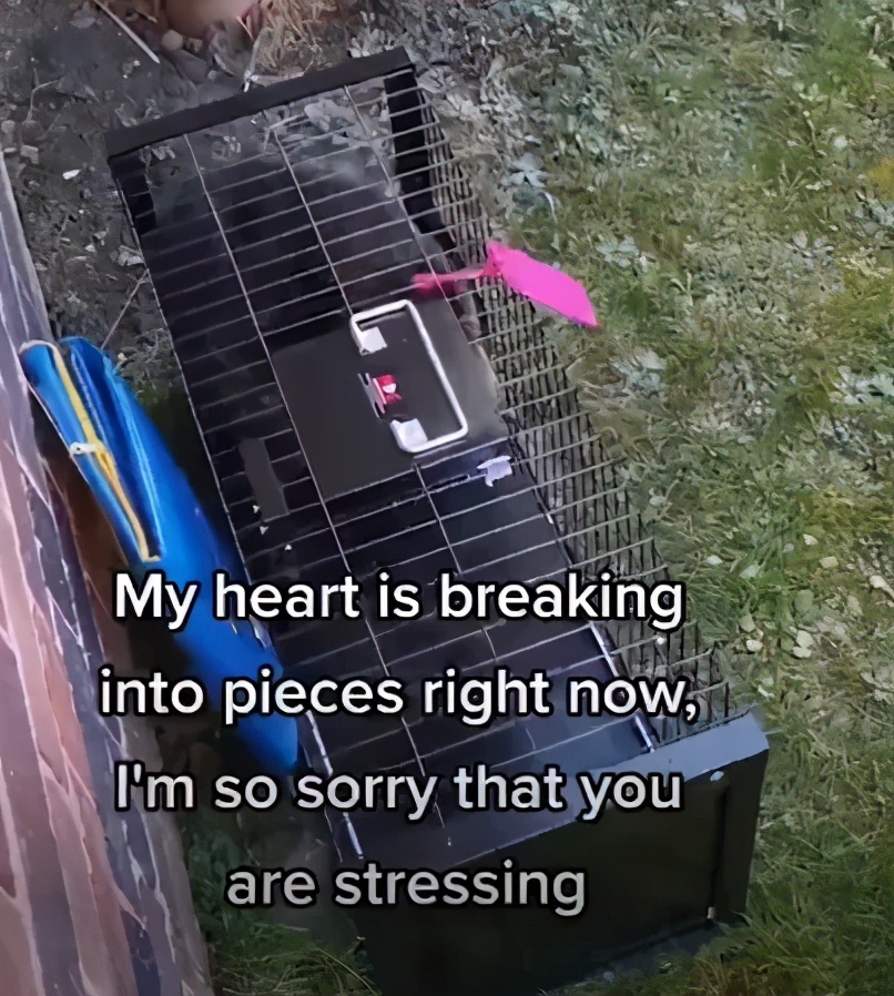 养了十多天的猫损失了几万元,偷偷养只猫最后全军覆没