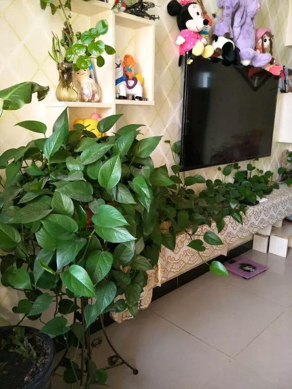 农村绿萝泛滥成灾,绿萝怎么防止烂根