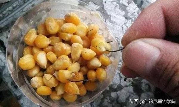 黄酒泡制玉米粒钓饵,玉米粒钓饵的泡制方法