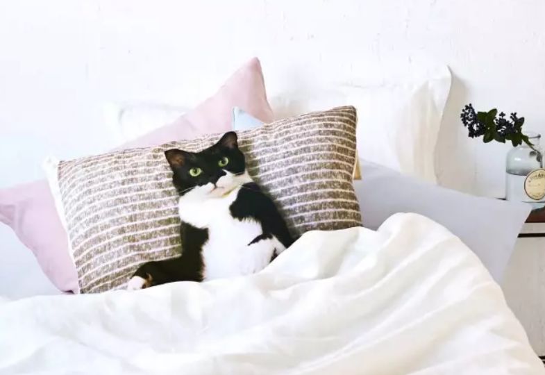 360度“云吸猫”？日本这家猫咪商店简直爱了