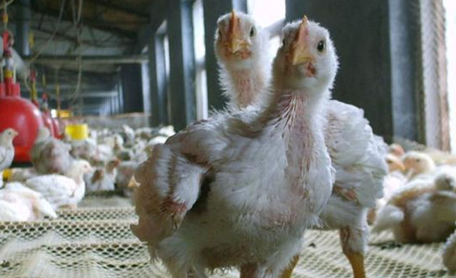 鸡拉血水怎么治疗,鸡拉血怎么治疗最快偏方