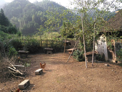 跑山鸡纯正散养土鸡利润,农村养跑山鸡怎么样