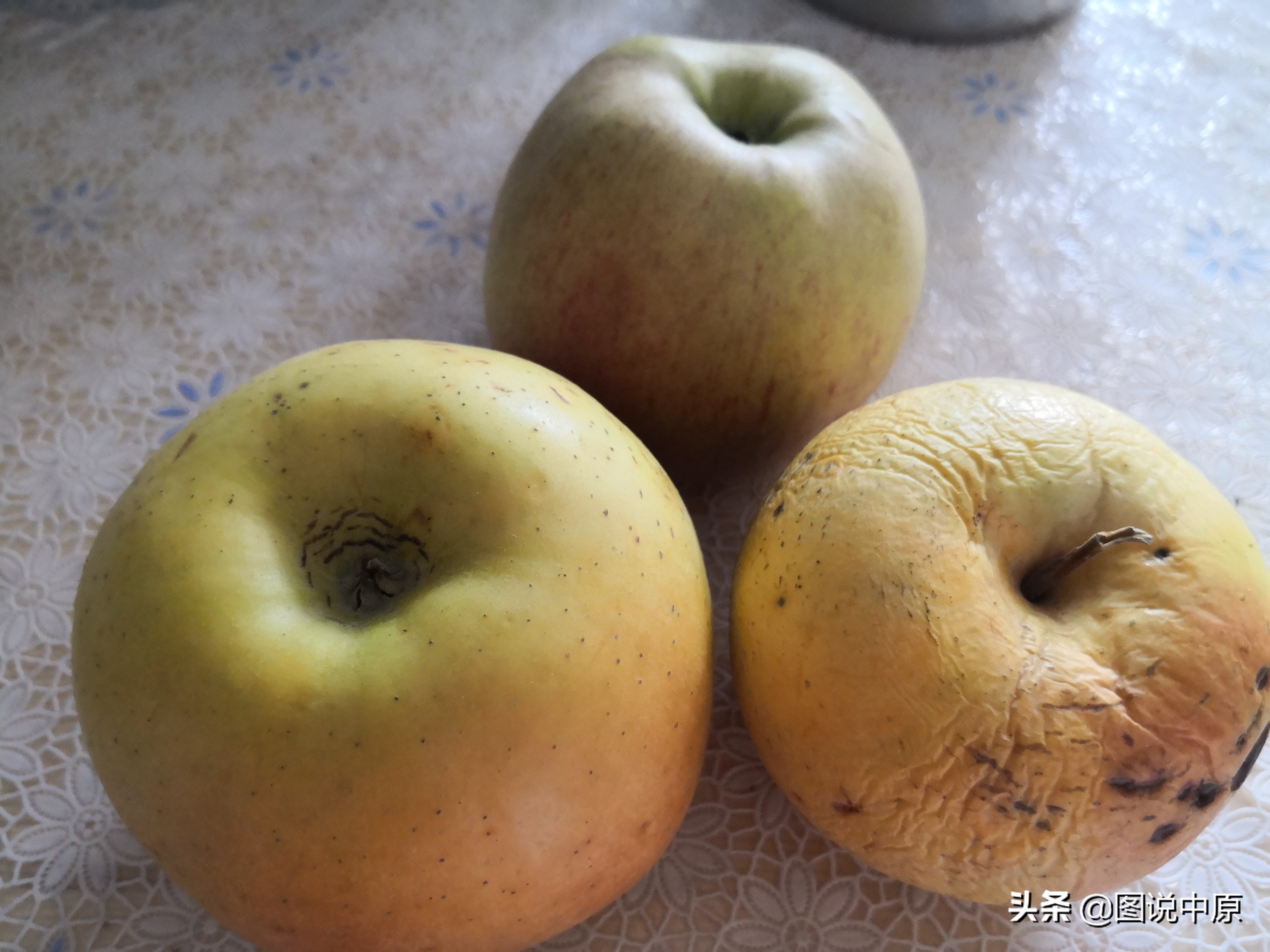 鹩哥飞走了怎么能让它回家呢,鹩哥飞走了认路回来吗