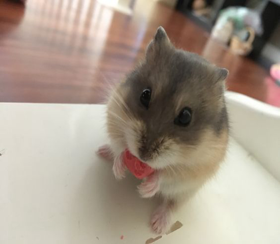 可伶仓鼠不慎骨折，不想事后诸葛亮，这四个预防措施很管用！