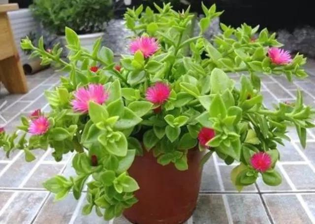 金心吊兰和卷叶吊兰哪个好看,卷叶吊兰和金叶吊兰是不是一样的