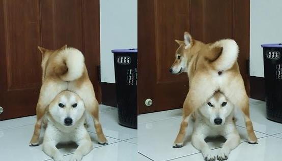 柴犬狗狗真的是通人性的,狗狗柴犬有多可爱呢