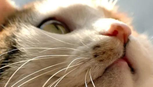 猫咪的胡须都有哪些功能,猫咪的胡须有什么有趣的地方