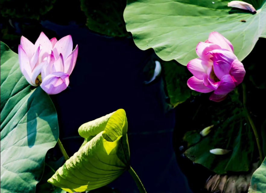 衡水湖有多美丽,七月衡水湖