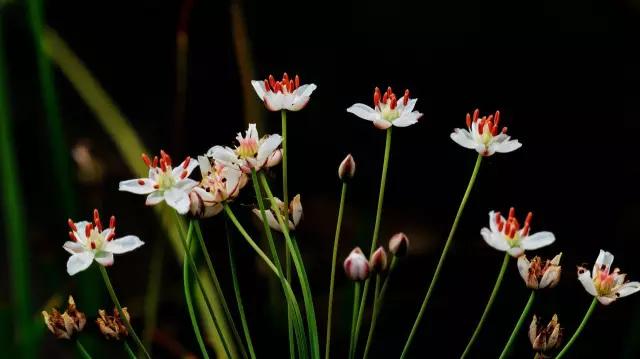 在水一方植物园,在水一方花卉