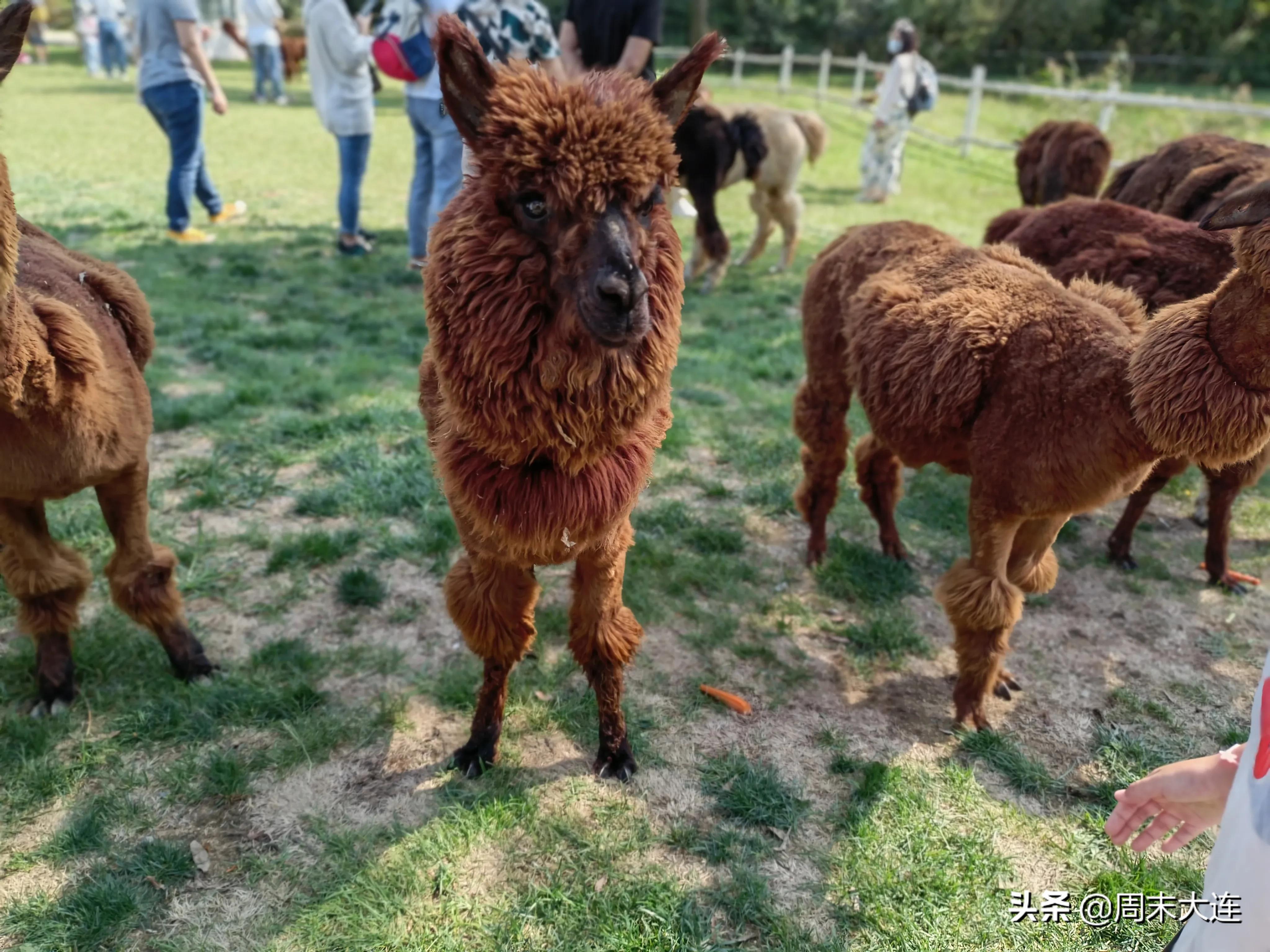 铭湖牧场是哪,铭湖牧场简介