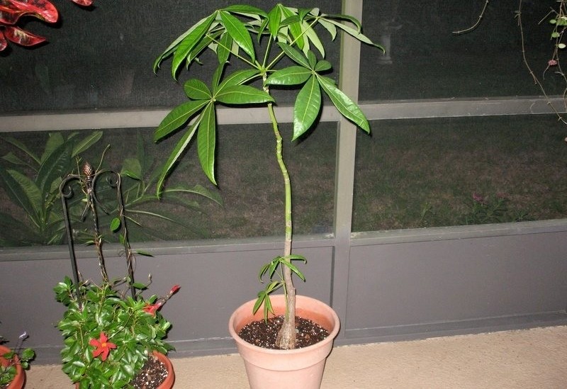 种门口的开花植物,在家门口种的发财树开花好吗