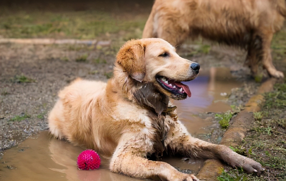 金毛优缺点大全,养金毛优缺点
