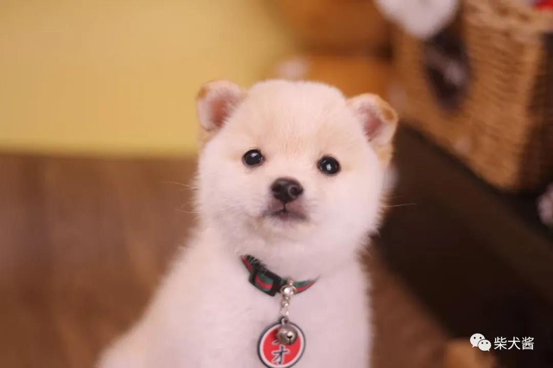 柴犬购买避坑攻略,买柴犬避坑攻略