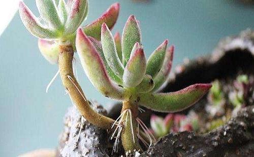 多肉长小白点怎么解除,多肉突然长出小胡须