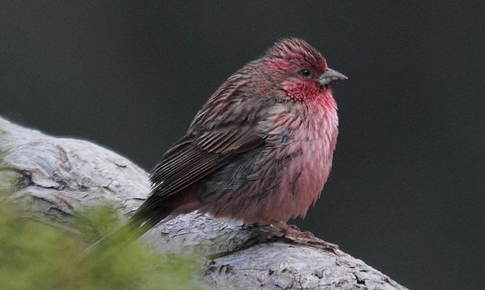 东江揽胜,惠州淡水常见鸟类图谱