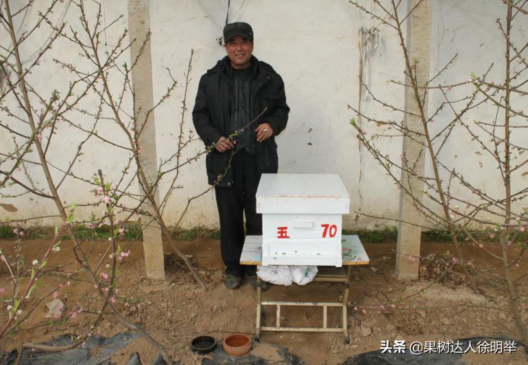 中桃金魁桃特性,桃是浆果类水果