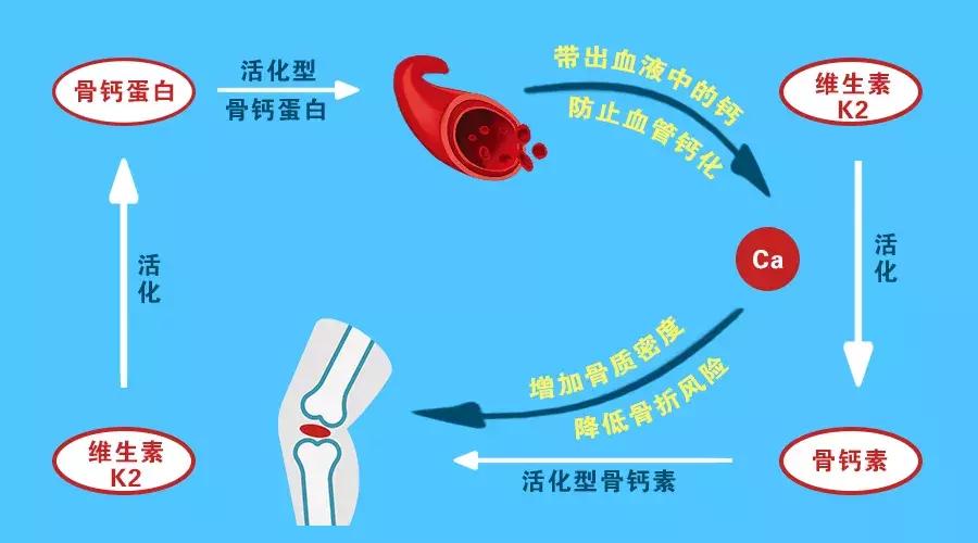 60岁的老人骨质疏松能补钙吗,动脉硬化骨质疏松吃什么