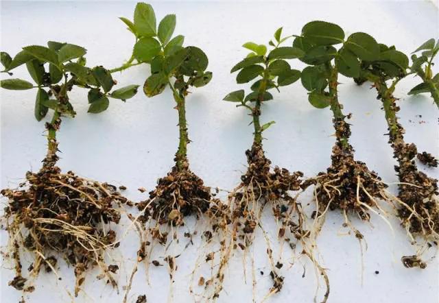 月季扦插黑杆的原因和解决方法,月季是扦插好存活还是压枝好存活