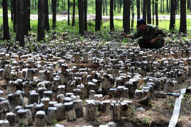 适合鲁北种植的黑木耳高产品种,黑木耳露地栽培技术工艺与管理