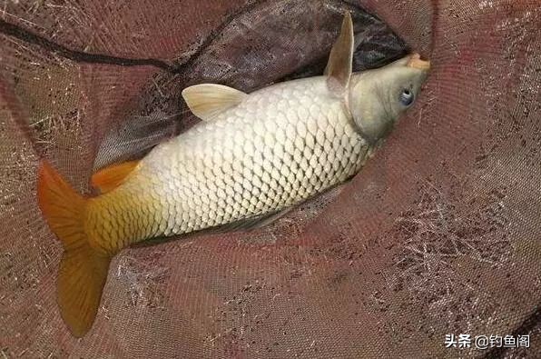 鱼竿新手入门教程,初学者如何选一支好的鱼竿