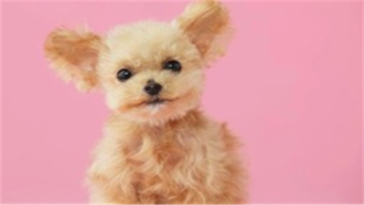 贵宾犬智商相当于人的几岁,贵宾犬智商高吗