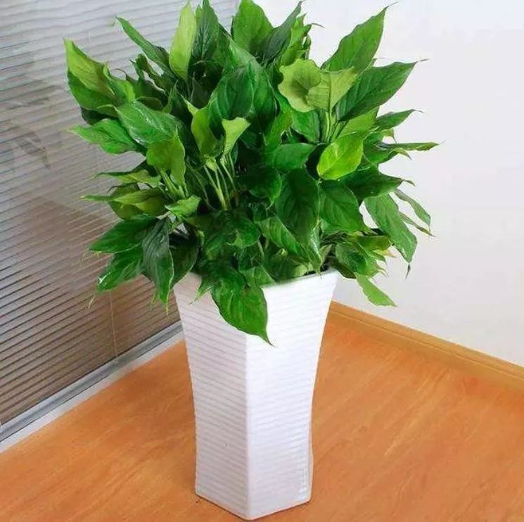 房间里湿气太重怎么办,房间湿气太重用什么除掉