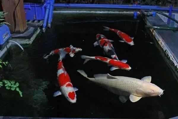 商铺顶露台怎么搭建不违法,顶楼露台改造鱼池