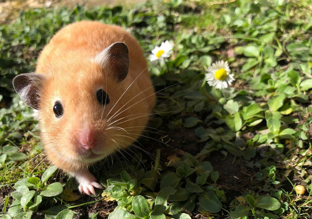 仓鼠逃跑被抓满脸沮丧,只因主人用了抓老鼠的方法,让它很没面子