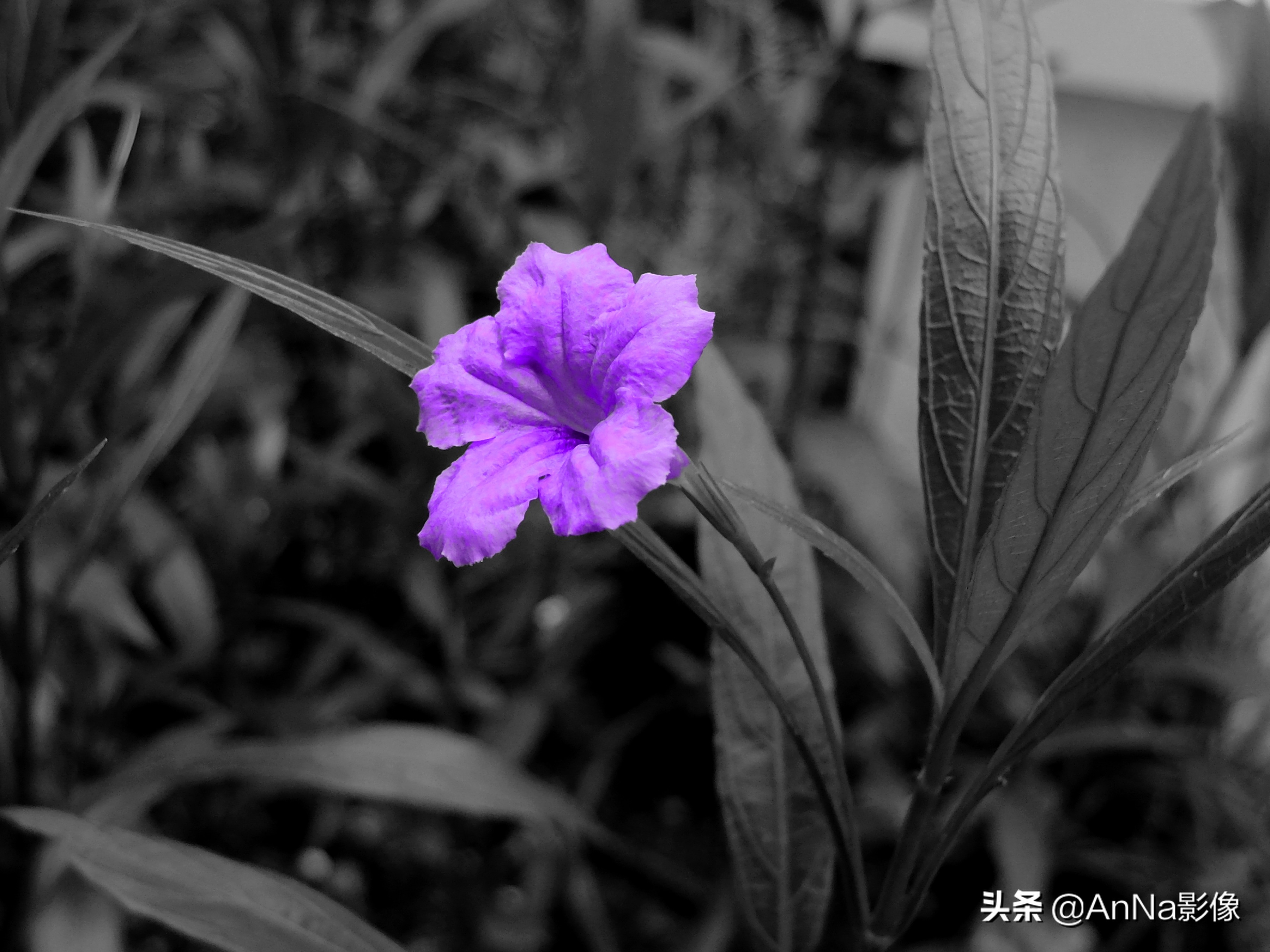 手机富士创意滤镜软件,富士xs10创意滤镜