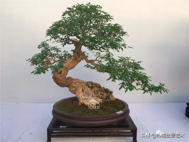 文人杂木盆景精品欣赏,可以做盆景的杂木图片大全