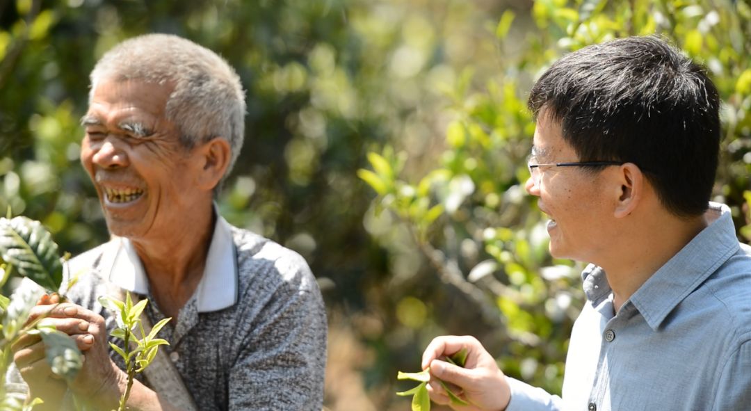 勐库戎氏博君熟茶,勐库戎氏博君生茶评价