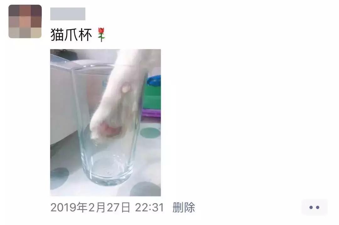 我跟中产的唯一联系,可能是养猫