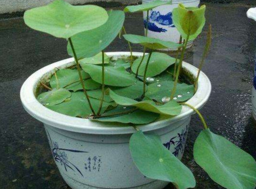 碗莲立叶就是快开花了吗,碗莲立叶多长时间开花