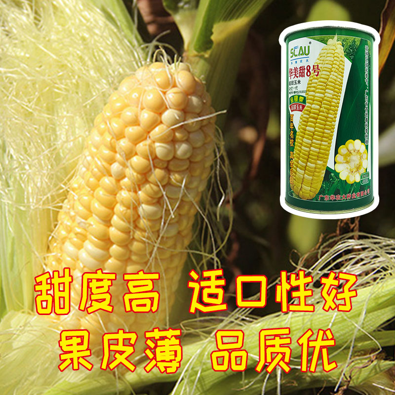 高产高质量优质玉米种都在这里,23年排名前十抗病高产玉米种